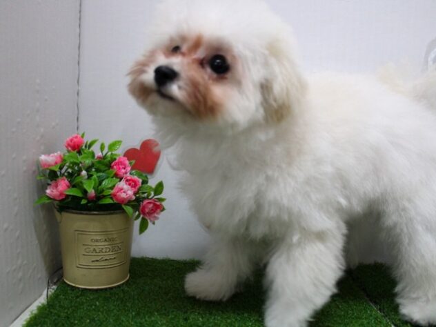 兵庫県のトイプードル(トイ) (ペット・プラザ アミーゴ尼崎昭和通店/2025年8月31日生まれ/女の子/ホワイト)の子犬の4枚目の画像