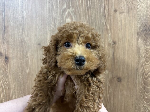 宮城県のトイプードル(トイ) (アミーゴ仙台富沢店/2025年8月6日生まれ/男の子/レッド)の子犬