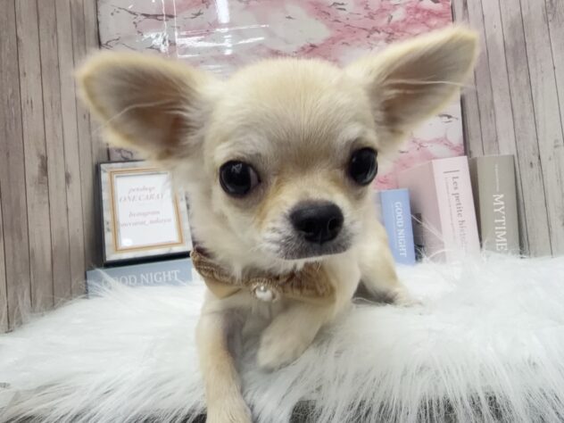 岡山県のチワワ(ロング) (ワンキャラット アミーゴ高屋店/2025年5月2日生まれ/男の子/クリーム)の子犬