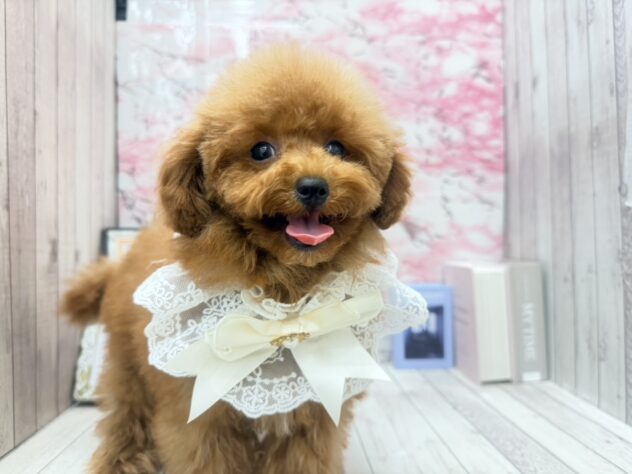 岡山県のトイプードル(トイ) (ワンキャラット アミーゴ高屋店/2025年7月10日生まれ/女の子/レッドフォーン)の子犬の4枚目の画像