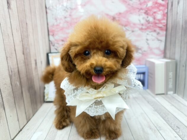 岡山県のトイプードル(トイ) (ワンキャラット アミーゴ高屋店/2025年7月10日生まれ/女の子/レッドフォーン)の子犬の3枚目の画像