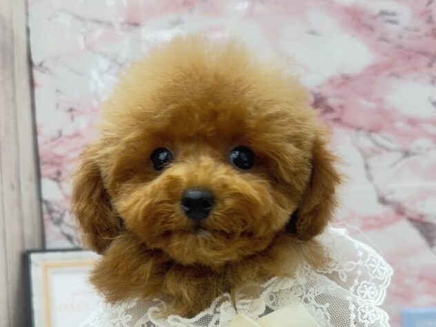 岡山県のトイプードル(トイ) (ワンキャラット アミーゴ高屋店/2025年7月10日生まれ/女の子/レッドフォーン)の子犬の1枚目の画像