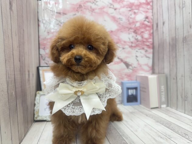 岡山県のトイプードル(トイ) (ワンキャラット アミーゴ高屋店/2025年7月10日生まれ/女の子/レッドフォーン)の子犬の2枚目の画像