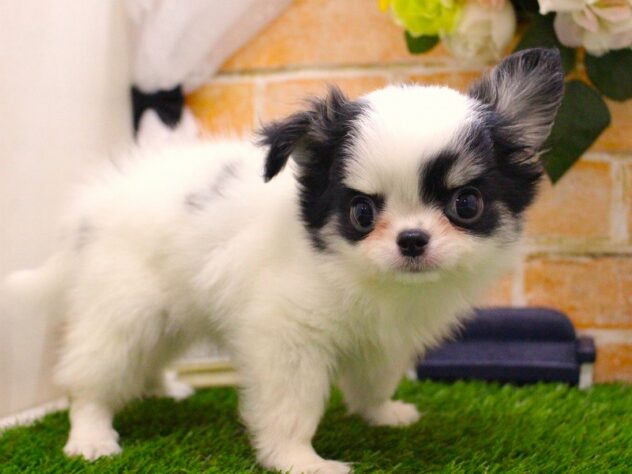 兵庫県のチワワ(ロング) (ペット・プラザ アミーゴ三田店/2025年8月26日生まれ/男の子/ブラッククリームホワイト)の子犬の2枚目の画像