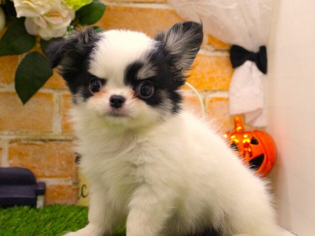 兵庫県のチワワ(ロング) (ペット・プラザ アミーゴ三田店/2025年8月26日生まれ/男の子/ブラッククリームホワイト)の子犬の3枚目の画像