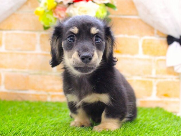 兵庫県のカニンヘンダックスフンド(ロング) (ペット・プラザ アミーゴ三田店/2025年9月1日生まれ/男の子/ブラックイエロー)の子犬の1枚目の画像