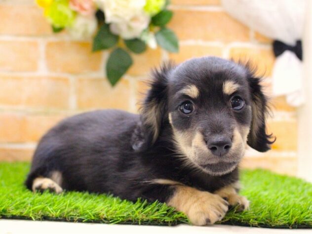 兵庫県のカニンヘンダックスフンド(ロング) (ペット・プラザ アミーゴ三田店/2025年9月1日生まれ/男の子/ブラックイエロー)の子犬の2枚目の画像