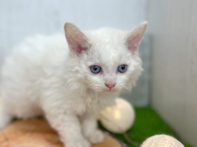 香川県のセルカークレックス (ワンキャラット アミーゴ高松店/2025年8月24日生まれ/男の子/レッドリンクスポイント)の子猫の2枚目の画像