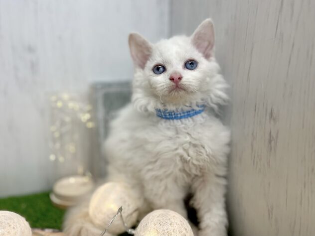 香川県のセルカークレックス (ワンキャラット アミーゴ高松店/2025年8月24日生まれ/男の子/レッドリンクスポイント)の子猫の1枚目の画像