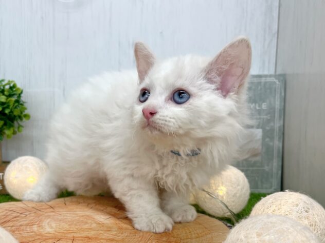 香川県のセルカークレックス (ワンキャラット アミーゴ高松店/2025年8月24日生まれ/男の子/レッドリンクスポイント)の子猫の3枚目の画像