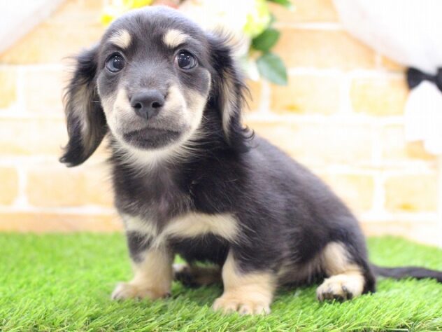 兵庫県のカニンヘンダックスフンド(ロング) (ペット・プラザ アミーゴ三田店/2025年9月1日生まれ/男の子/ブラックイエロー)の子犬の3枚目の画像