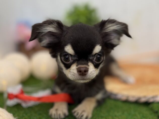 香川県のチワワ(ロング) (ワンキャラット アミーゴ高松店/2025年7月10日生まれ/女の子/チョコレートクリーム)の子犬の1枚目の画像