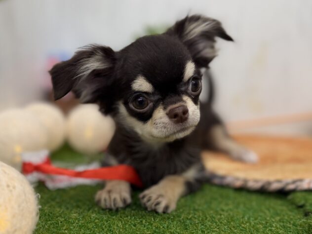 香川県のチワワ(ロング) (ワンキャラット アミーゴ高松店/2025年7月10日生まれ/女の子/チョコレートクリーム)の子犬の2枚目の画像