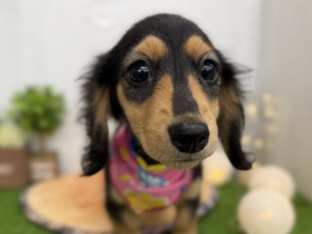 香川県のミニチュアダックスフンド(ロング) (ワンキャラット アミーゴ高松店/2025年8月7日生まれ/女の子/ブラックタン)の子犬の1枚目の画像