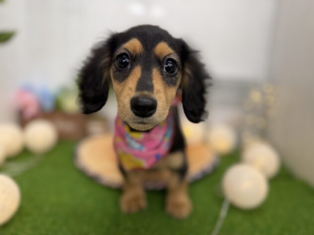 香川県のミニチュアダックスフンド(ロング) (ワンキャラット アミーゴ高松店/2025年8月7日生まれ/女の子/ブラックタン)の子犬の2枚目の画像