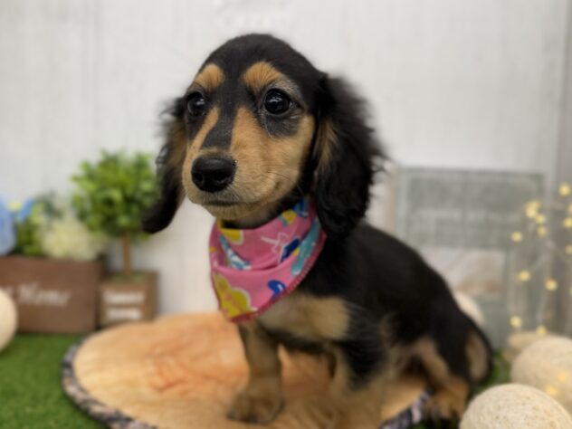 香川県のミニチュアダックスフンド(ロング) (ワンキャラット アミーゴ高松店/2025年8月7日生まれ/女の子/ブラックタン)の子犬の3枚目の画像