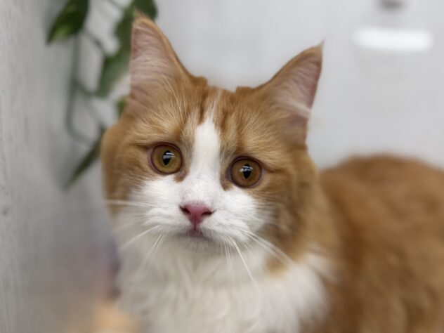 香川県のマンチカン (ワンキャラット アミーゴ高松店/2025年3月13日生まれ/女の子/レッドタビーホワイト)の子猫の1枚目の画像