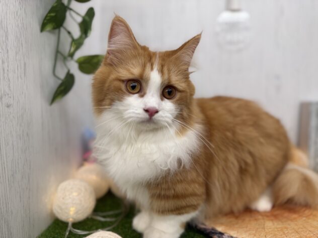 香川県のマンチカン (ワンキャラット アミーゴ高松店/2025年3月13日生まれ/女の子/レッドタビーホワイト)の子猫の2枚目の画像