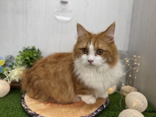 香川県のマンチカン (ワンキャラット アミーゴ高松店/2025年3月13日生まれ/女の子/レッドタビーホワイト)の子猫の3枚目の画像