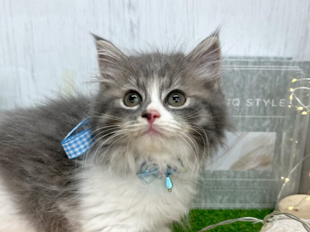 香川県のラガマフィン (ワンキャラット アミーゴ高松店/2025年8月31日生まれ/男の子/ブルータビーホワイト)の子猫の1枚目の画像