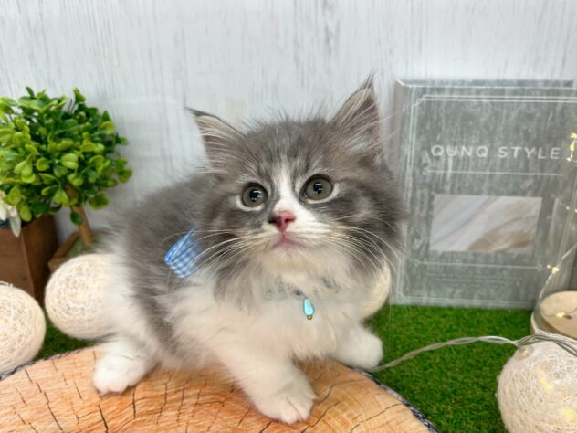 香川県のラガマフィン (ワンキャラット アミーゴ高松店/2025年8月31日生まれ/男の子/ブルータビーホワイト)の子猫の2枚目の画像
