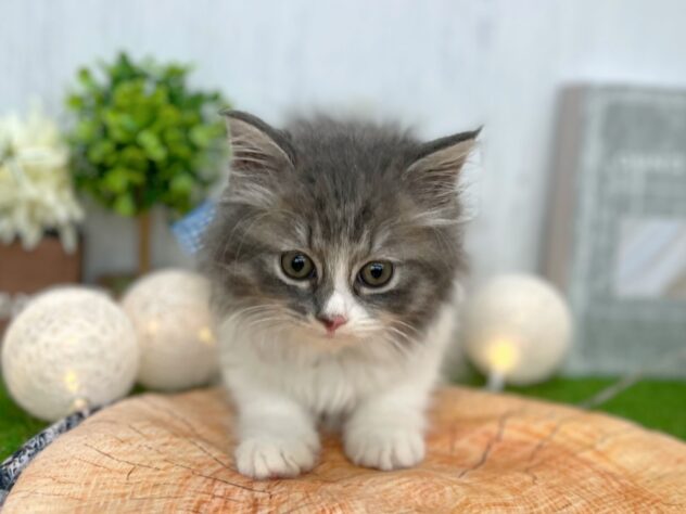 香川県のラガマフィン (ワンキャラット アミーゴ高松店/2025年8月31日生まれ/男の子/ブルータビーホワイト)の子猫の3枚目の画像