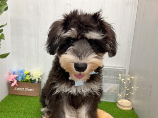 香川県のミニチュアシュナウザー (ワンキャラット アミーゴ高松店/2025年6月16日生まれ/男の子/ブラックシルバー)の子犬の1枚目の画像