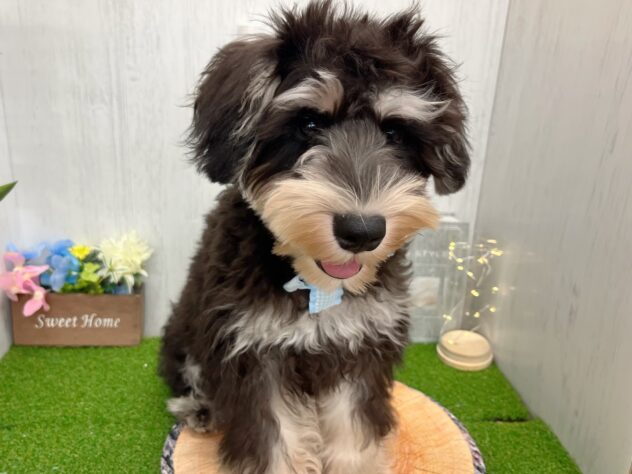 香川県のミニチュアシュナウザー (ワンキャラット アミーゴ高松店/2025年6月16日生まれ/男の子/ブラックシルバー)の子犬の2枚目の画像