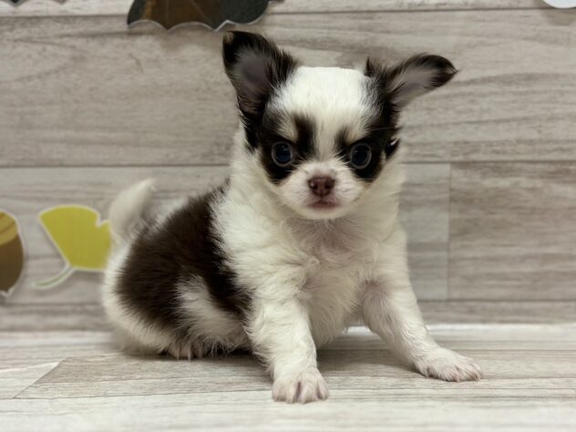 岩手県のチワワ(ロング) (アミーゴ一関店/2025年8月5日生まれ/男の子/ホワイトチョコレートタン)の子犬