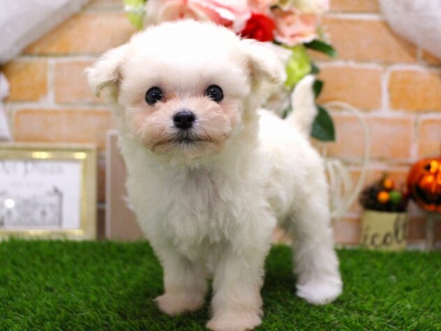 兵庫県のハーフ犬・ミックス犬 (ペット・プラザ アミーゴ三田店/2025年8月30日生まれ/女の子/クリームホワイト)の子犬の2枚目の画像