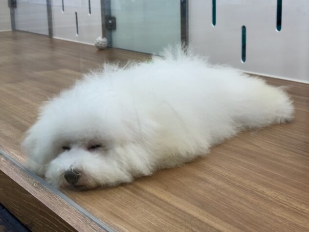 岡山県のビションフリーゼ (アミーゴ倉敷店/2025年5月28日生まれ/女の子/ホワイト)の子犬の2枚目の画像