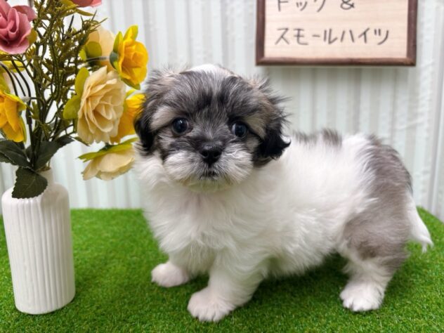 岡山県のハーフ犬・ミックス犬 (アミーゴ倉敷店/2025年8月31日生まれ/女の子/パーティーカラー)の子犬