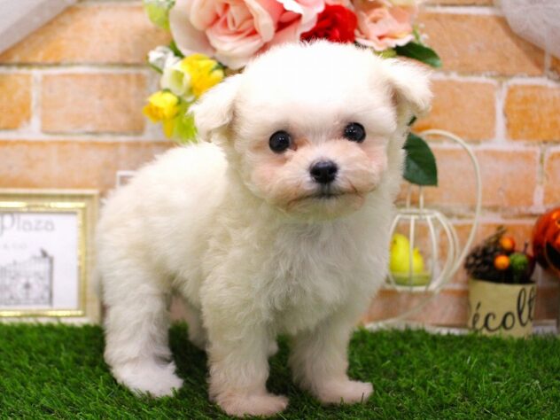 兵庫県のハーフ犬・ミックス犬 (ペット・プラザ アミーゴ三田店/2025年8月30日生まれ/女の子/クリームホワイト)の子犬の3枚目の画像