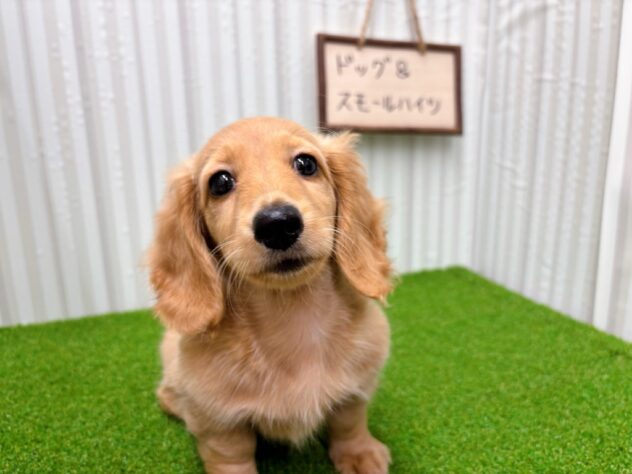 岡山県のミニチュアダックスフンド(ロング) (アミーゴ倉敷店/2025年8月30日生まれ/女の子/ゴールド)の子犬の1枚目の画像