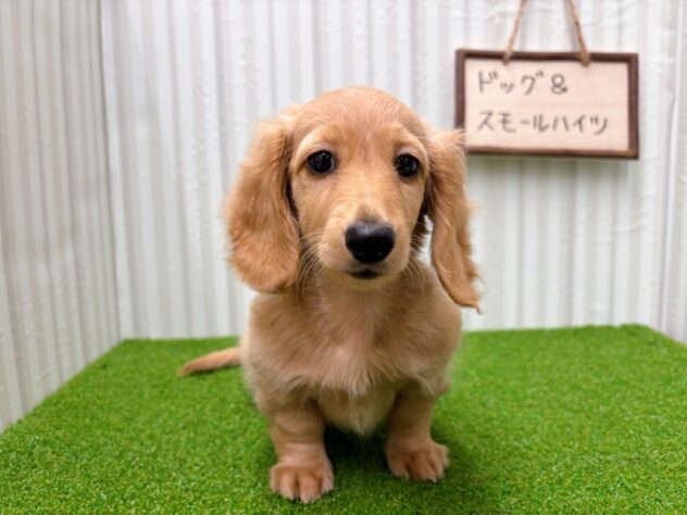 岡山県のミニチュアダックスフンド(ロング) (アミーゴ倉敷店/2025年8月30日生まれ/女の子/ゴールド)の子犬の2枚目の画像