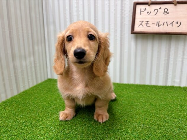 岡山県のミニチュアダックスフンド(ロング) (アミーゴ倉敷店/2025年8月30日生まれ/女の子/ゴールド)の子犬の3枚目の画像