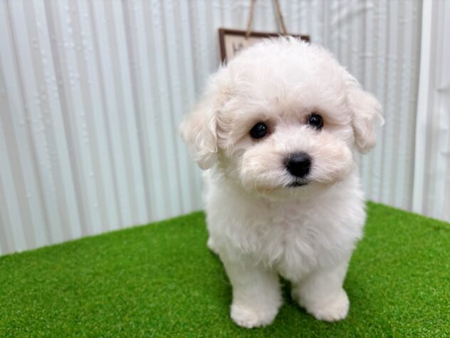 岡山県のビションフリーゼ (アミーゴ倉敷店/2025年8月27日生まれ/男の子/ホワイト)の子犬の3枚目の画像