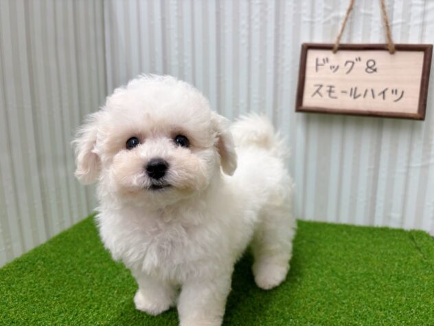 岡山県のビションフリーゼ (アミーゴ倉敷店/2025年8月27日生まれ/男の子/ホワイト)の子犬の2枚目の画像