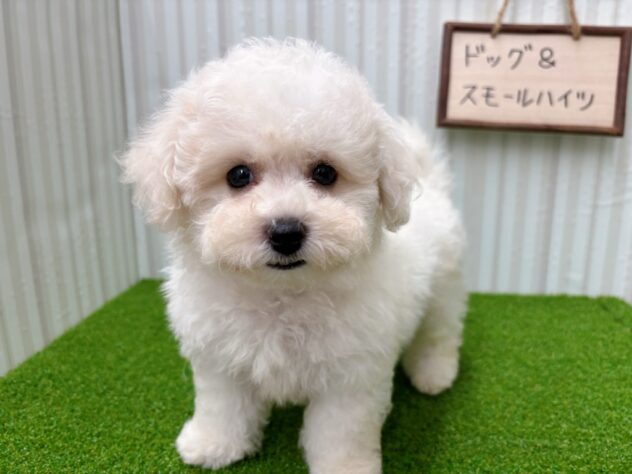 岡山県のビションフリーゼ (アミーゴ倉敷店/2025年8月27日生まれ/男の子/ホワイト)の子犬の1枚目の画像