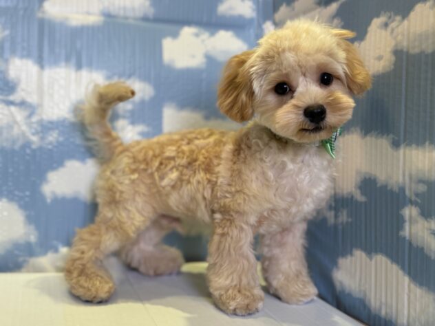 山形県のハーフ犬・ミックス犬 (アミーゴ山形北店/2025年5月25日生まれ/男の子/アプリコット)の子犬の2枚目の画像