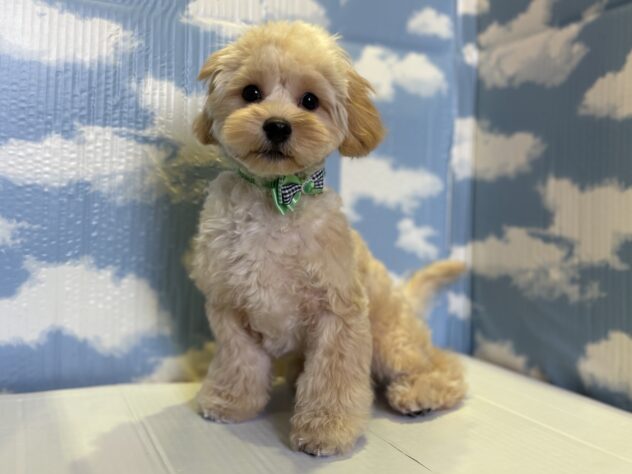 山形県のハーフ犬・ミックス犬 (アミーゴ山形北店/2025年5月25日生まれ/男の子/アプリコット)の子犬の1枚目の画像