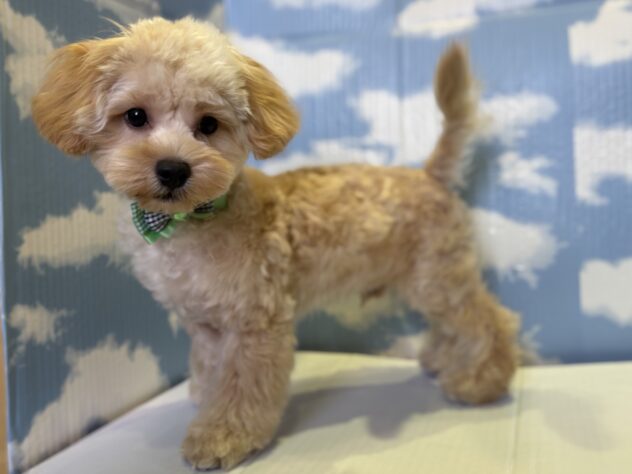 山形県のハーフ犬・ミックス犬 (アミーゴ山形北店/2025年5月25日生まれ/男の子/アプリコット)の子犬の3枚目の画像