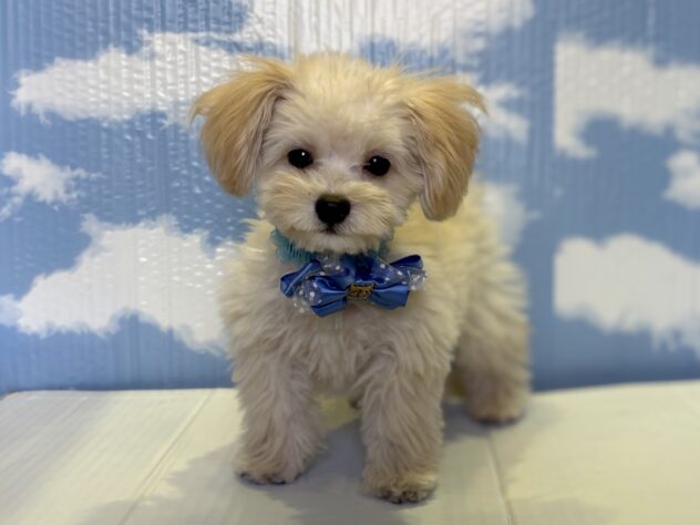 山形県のハーフ犬・ミックス犬 (アミーゴ山形北店/2025年7月25日生まれ/男の子/クリーム)の子犬の1枚目の画像