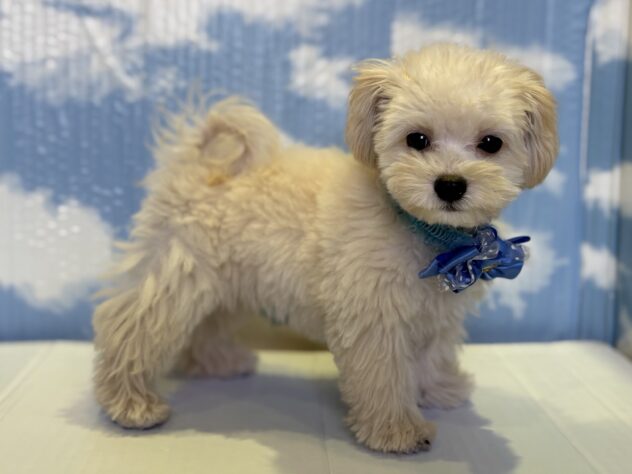 山形県のハーフ犬・ミックス犬 (アミーゴ山形北店/2025年7月25日生まれ/男の子/クリーム)の子犬の2枚目の画像