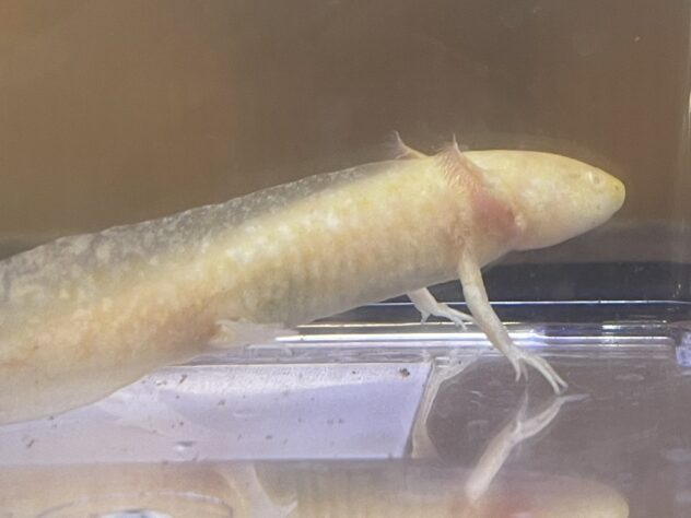 ウーパールーパー ゴールデン | ペットワールド アミーゴ