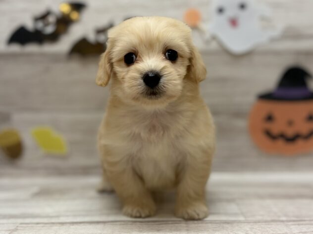 岩手県のハーフ犬・ミックス犬 (アミーゴ一関店/2025年8月13日生まれ/男の子/クリーム)の子犬