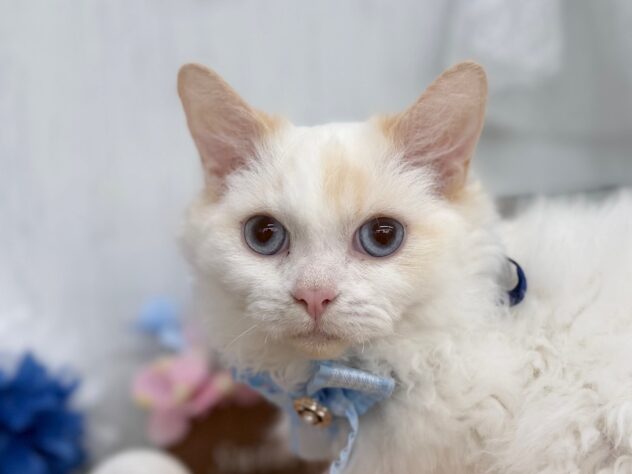 香川県のセルカークレックス (ワンキャラット アミーゴ高松店/2025年8月24日生まれ/男の子/レッドリンクスポイント)の子猫の1枚目の画像