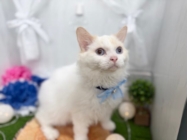 香川県のセルカークレックス (ワンキャラット アミーゴ高松店/2025年8月24日生まれ/男の子/レッドリンクスポイント)の子猫の2枚目の画像