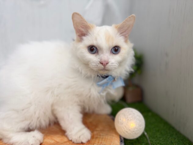 香川県のセルカークレックス (ワンキャラット アミーゴ高松店/2025年8月24日生まれ/男の子/レッドリンクスポイント)の子猫の3枚目の画像