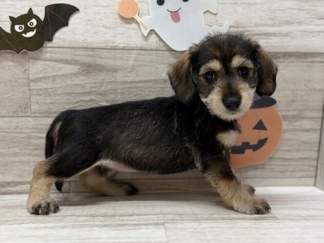 岩手県のハーフ犬・ミックス犬 (アミーゴ一関店/2025年8月20日生まれ/女の子/ブラウン)の子犬